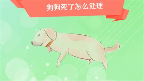 小動物死掉怎麼處理|如果狗狗在家中去世了您應該怎麼辦？怎樣處理它的「。